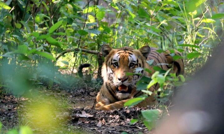 tiger-nawalpur