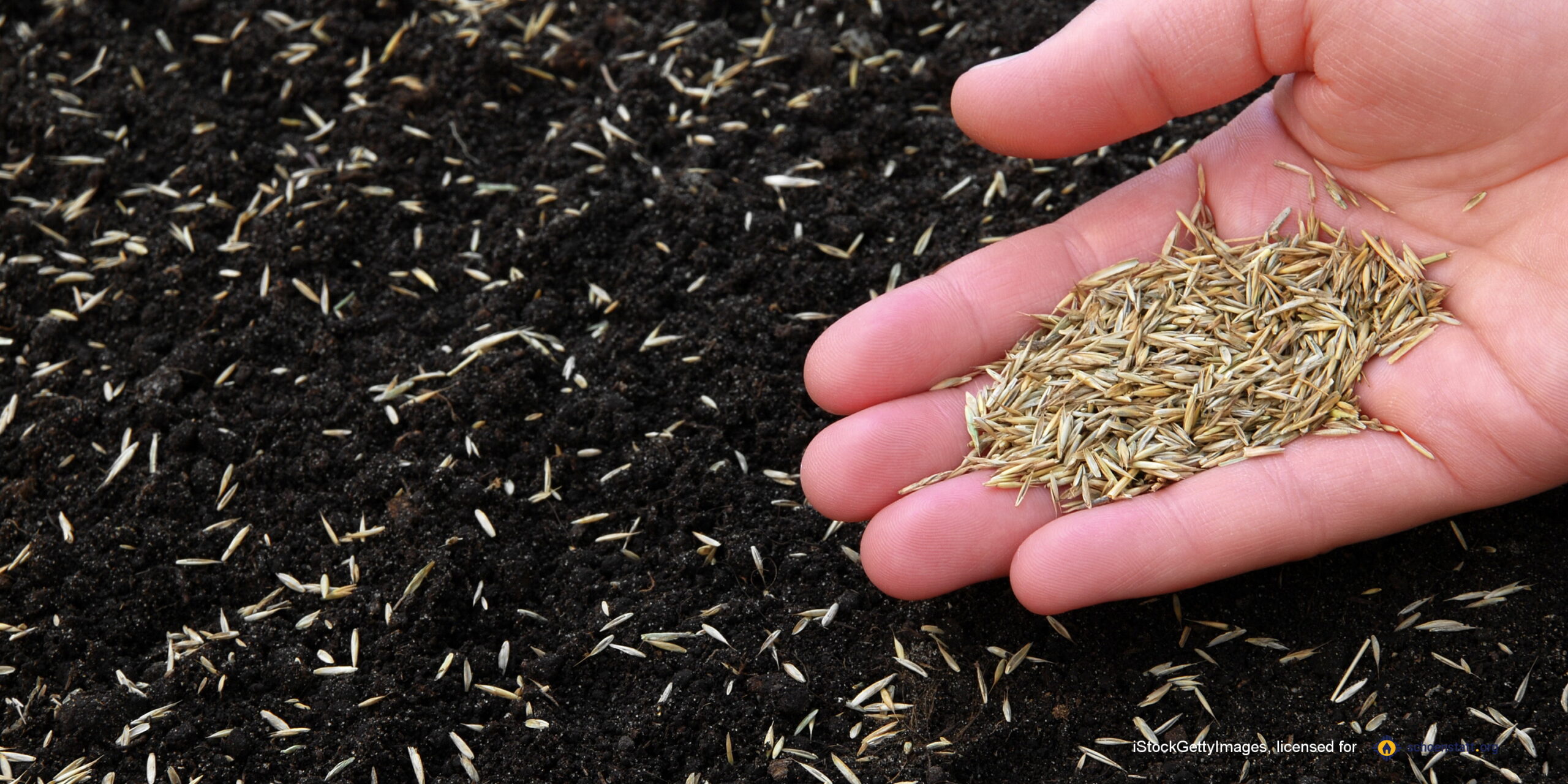 Sowing grass