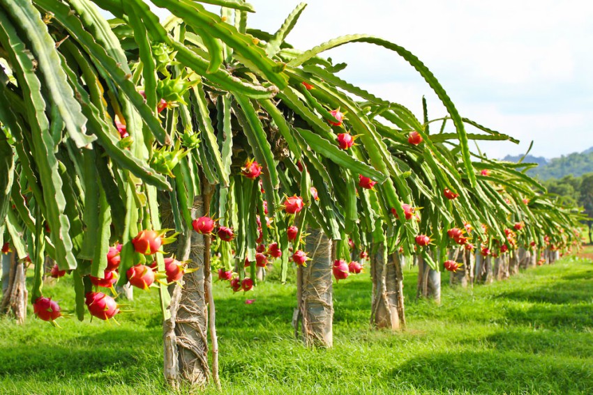 Dragon-fruit