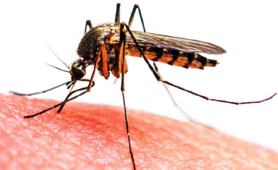 1565594307dengue-copy