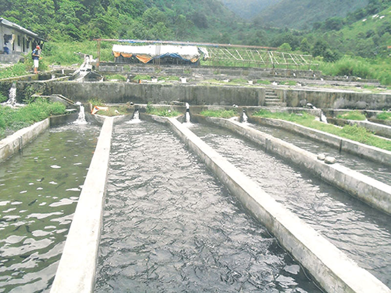 Fish-Farming-1