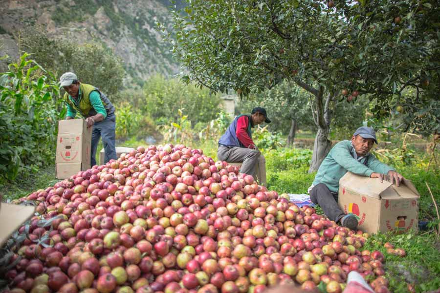 apple-farm