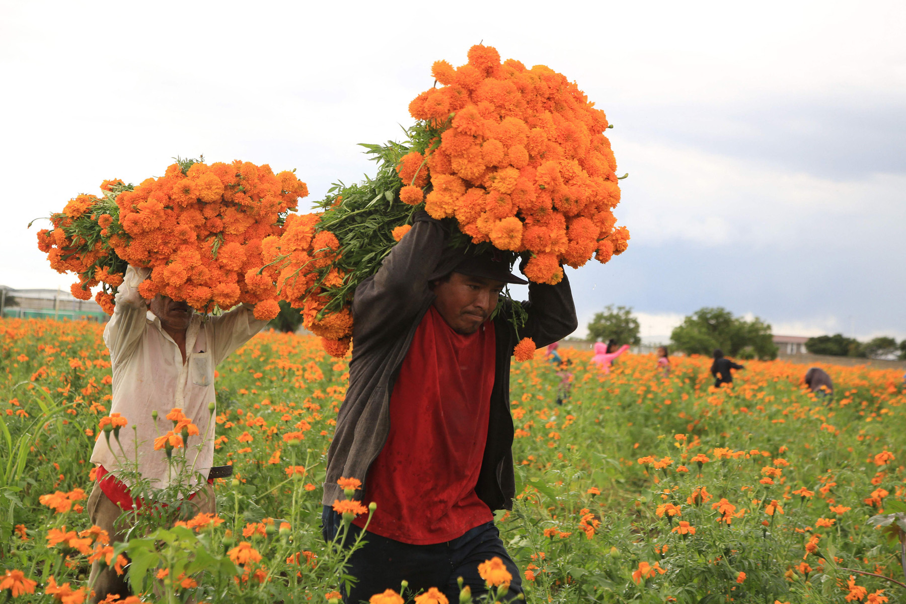 MEXICO-DAY OF THE DEAD-CEMPASUCHIL-FLOWERS