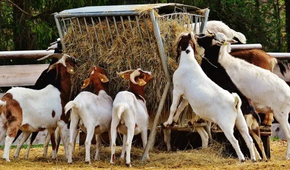 Goat-Farming-Business-Pla-1625889453