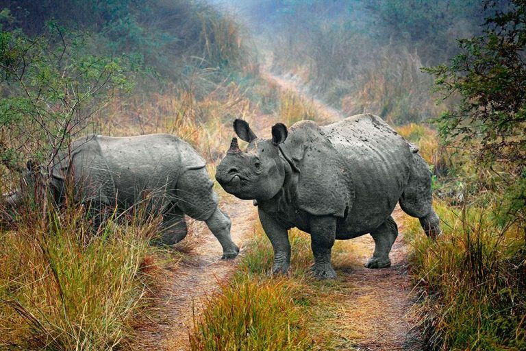 Rhino-of-nepal